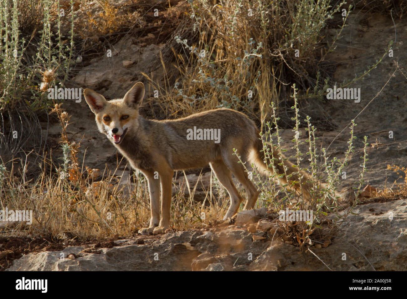 Fox nelle montagne della Galilea Israele Foto Stock
