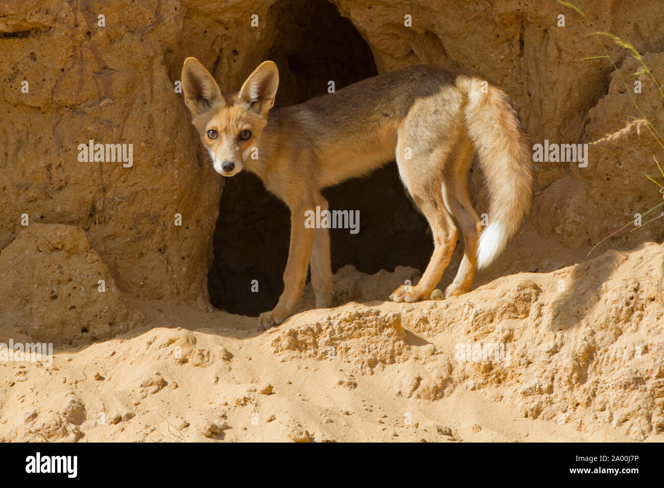 Red Fox (Vulpes vulpes vulpes) nel deserto Foto Stock