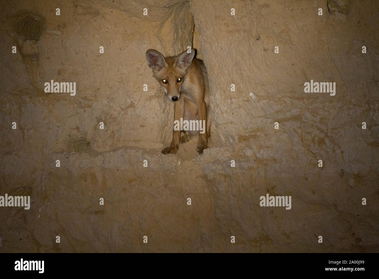 Red Fox (Vulpes vulpes vulpes) nel deserto Foto Stock