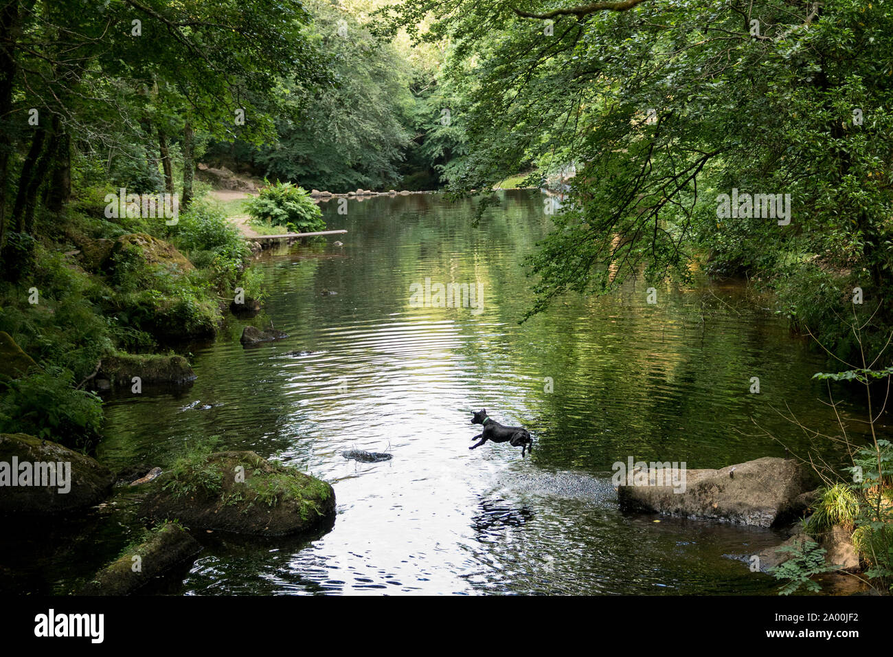 Il labrador nero fa volare mentre leap saltando nel fiume Teign su Dartmoor a Chagford in Devon per rinfrescarsi in una giornata molto calda Foto Stock