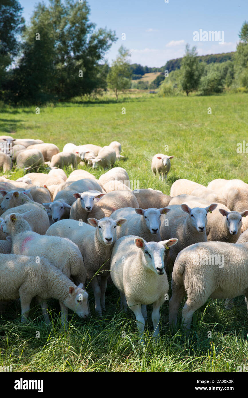 Gregge di pecore sul pascolo in Cotswolds, Oxfordshire, Inghilterra meridionale, Regno Unito Foto Stock