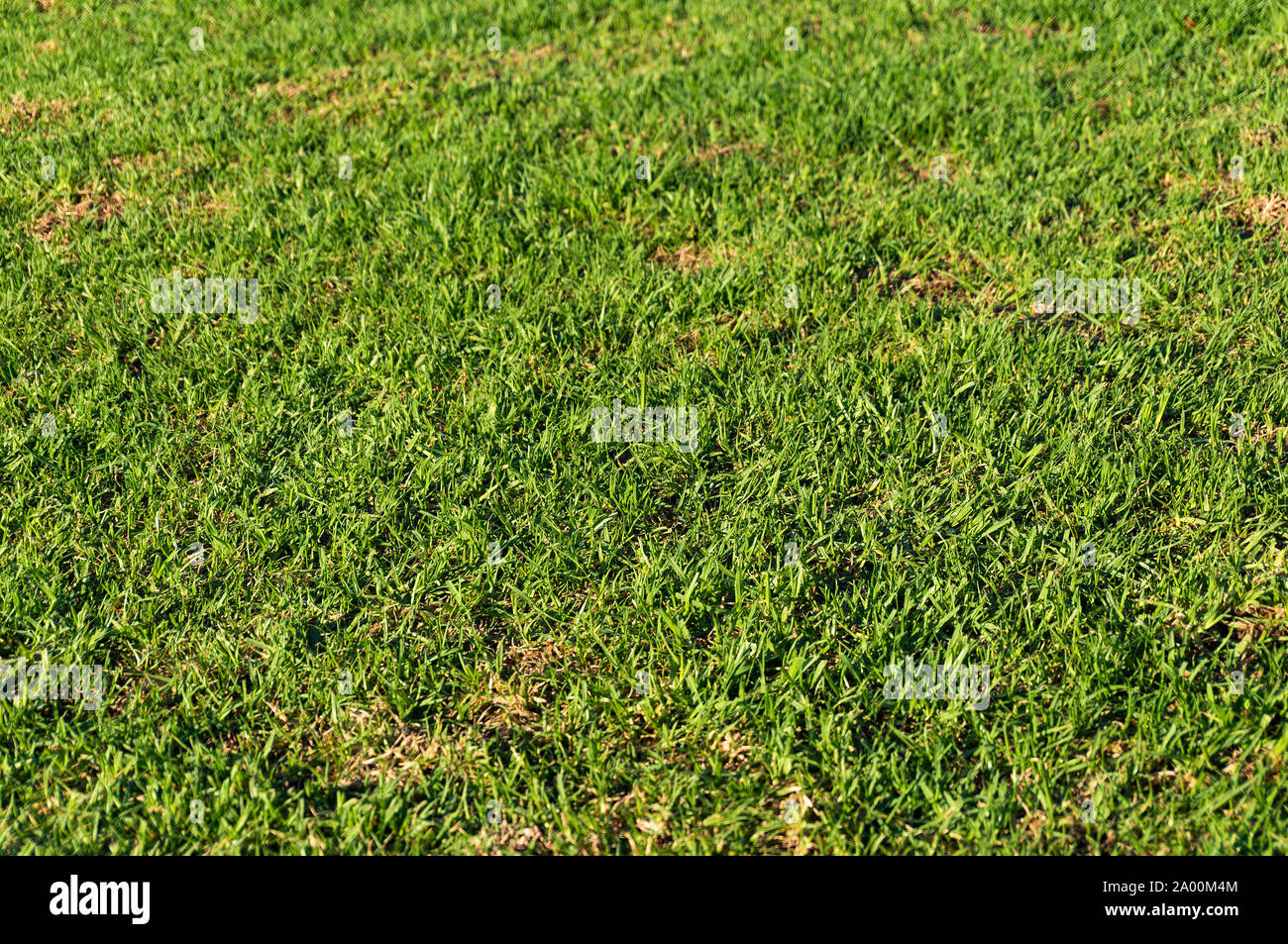 Verde erba rifilato texture. Prato sullo sfondo della natura Foto Stock