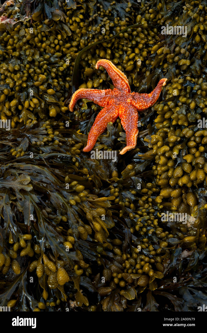 Estrella de Mar (Seafish). Playa Dail Beag Beach. Isola di Lewis. Outer Hebrides. La Scozia, Regno Unito Foto Stock