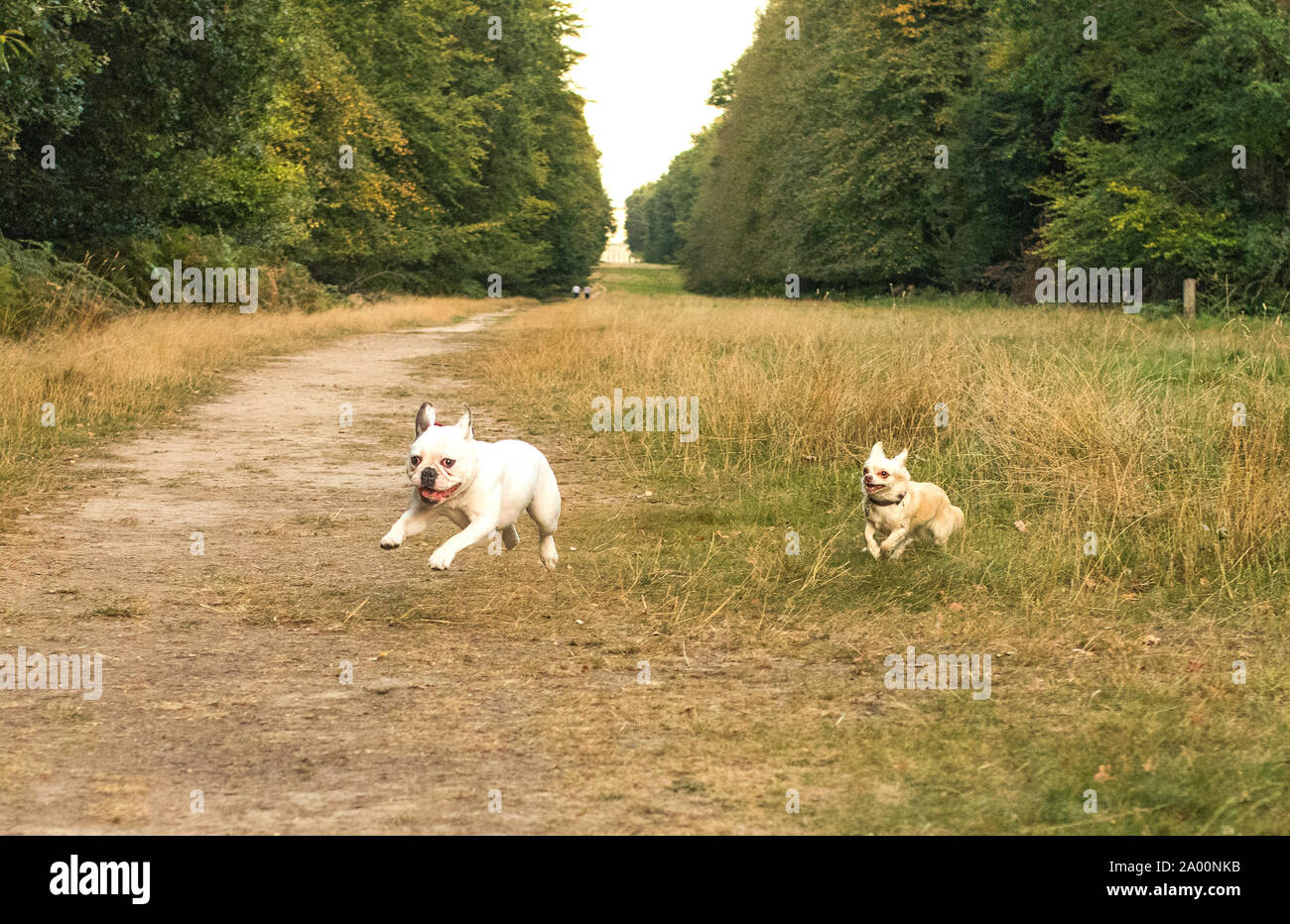 Flying dog inseguiti Foto Stock