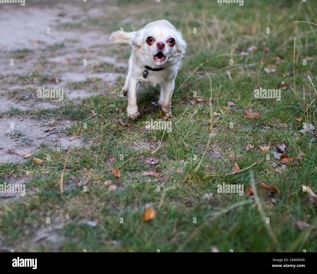 Piccolo Cane che abbaia in telecamera Foto Stock