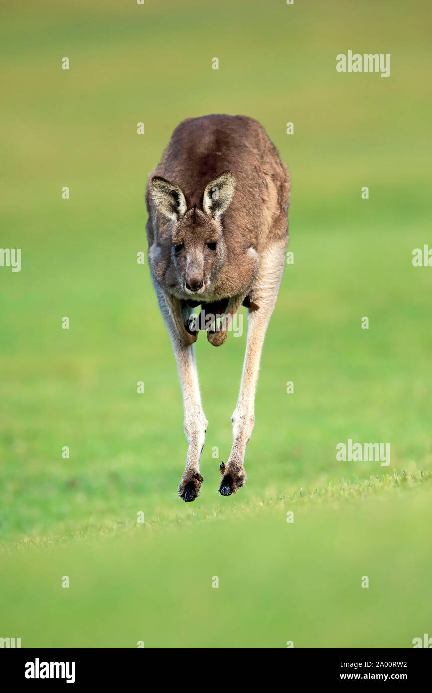 Orientale Canguro grigio, femmina con giovani in una custodia jumping, Maloney spiaggia, Nuovo Galles del Sud, Australia, (Macropus giganteus) Foto Stock