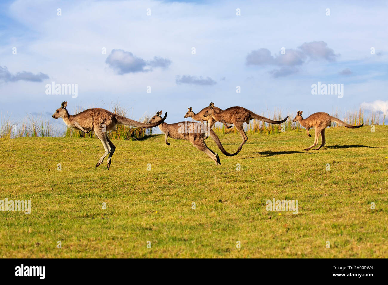 Orientale Canguro grigio, gruppo, Maloney spiaggia, Nuovo Galles del Sud, Australia, (Macropus giganteus) Foto Stock