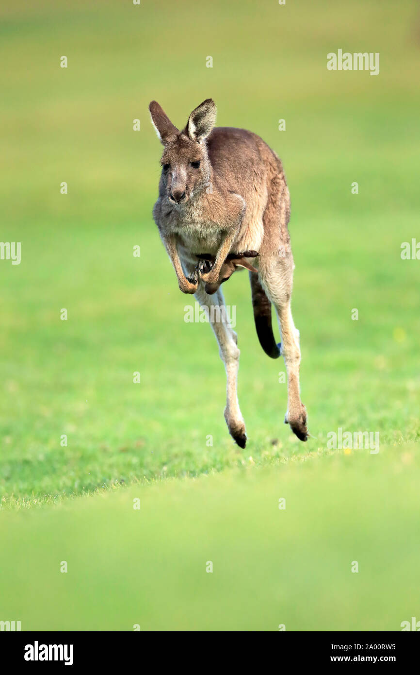 Orientale Canguro grigio, femmina con giovani in una custodia jumping, Maloney spiaggia, Nuovo Galles del Sud, Australia, (Macropus giganteus) Foto Stock