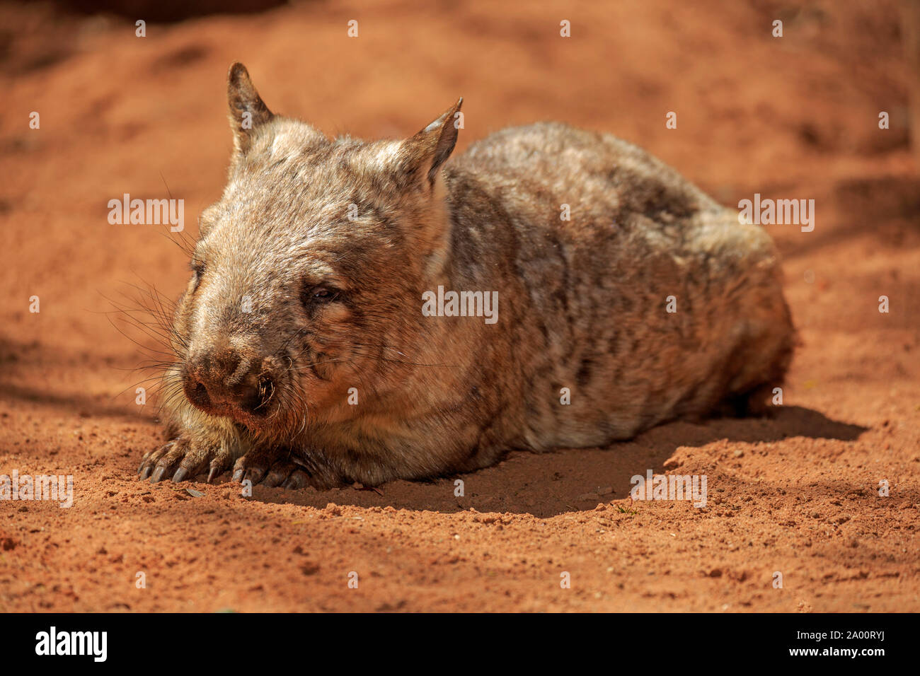 Southern Hairy-becchi Wombat, adulti in appoggio, Mount Lofty, South Australia, Australia (Lasiorhinus latifrons) Foto Stock