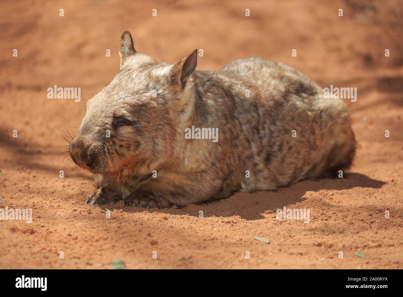 Southern Hairy-becchi Wombat, adulti in appoggio, Mount Lofty, South Australia, Australia (Lasiorhinus latifrons) Foto Stock