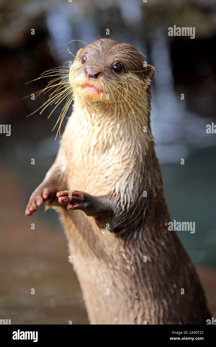 Oriental piccola artigliato Otter, adulto, captive, Adelaide, Australia del Sud, Australia, (Amblonyx cinerea) Foto Stock