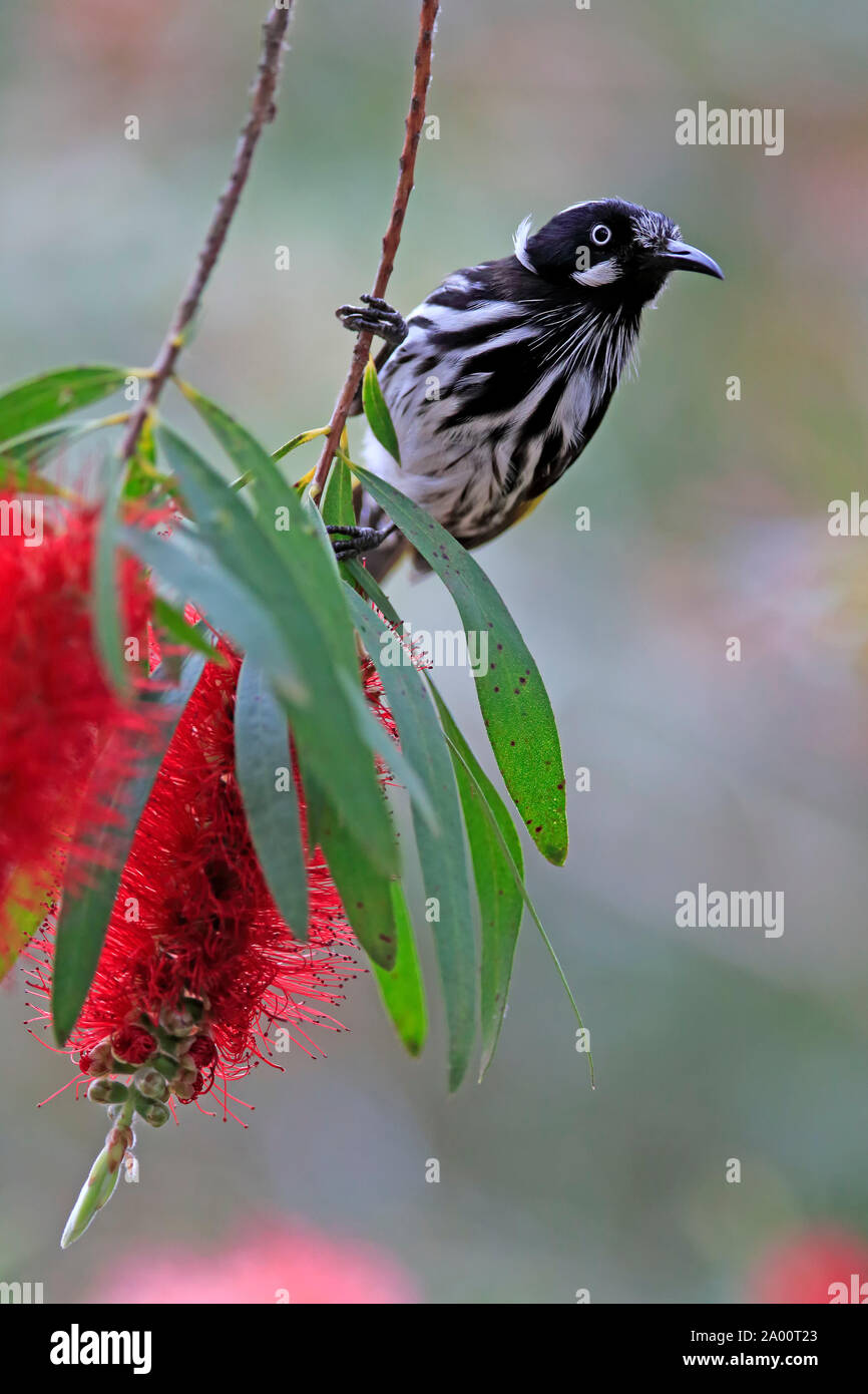 New Holland Honeyeater, adulto, Parndana, Kangaroo Island, South Australia, Australia (Phylidonyris novaehollandiae) Foto Stock