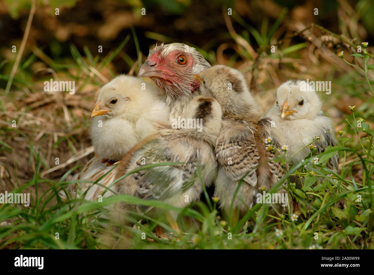 Pollo domestico, clucking Gallina con pulcini Foto Stock