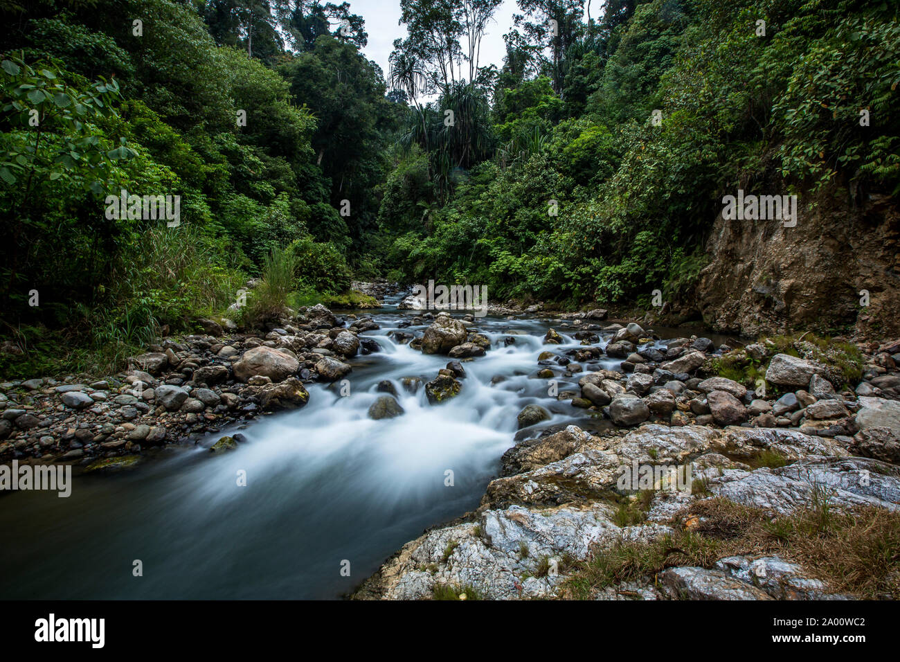 Lo streaming di fiume nella giungla Foto Stock