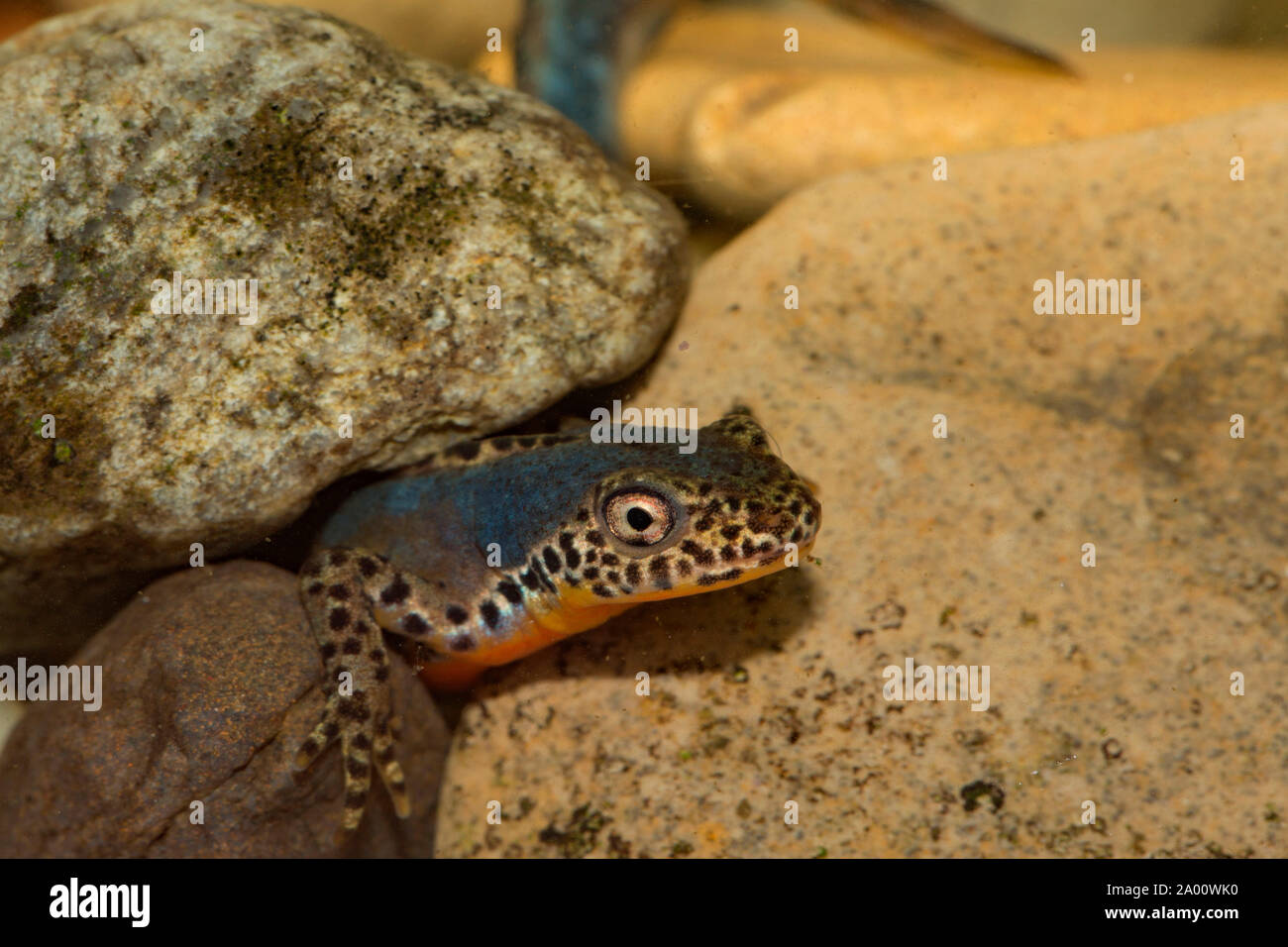 Il tritone alpestre, maschio, (Ichthyosaura alpestris) Foto Stock
