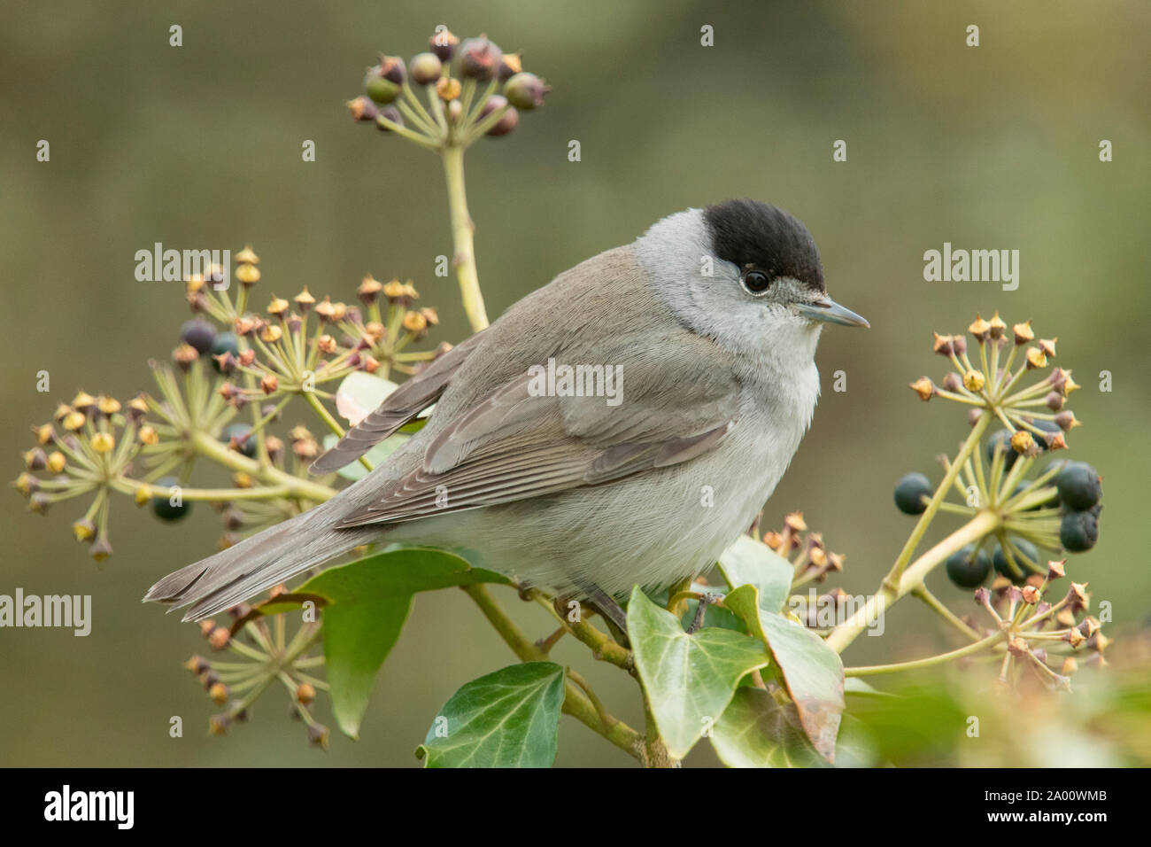 Eurasian capinera, maschio, (Sylvia atricapilla) Foto Stock