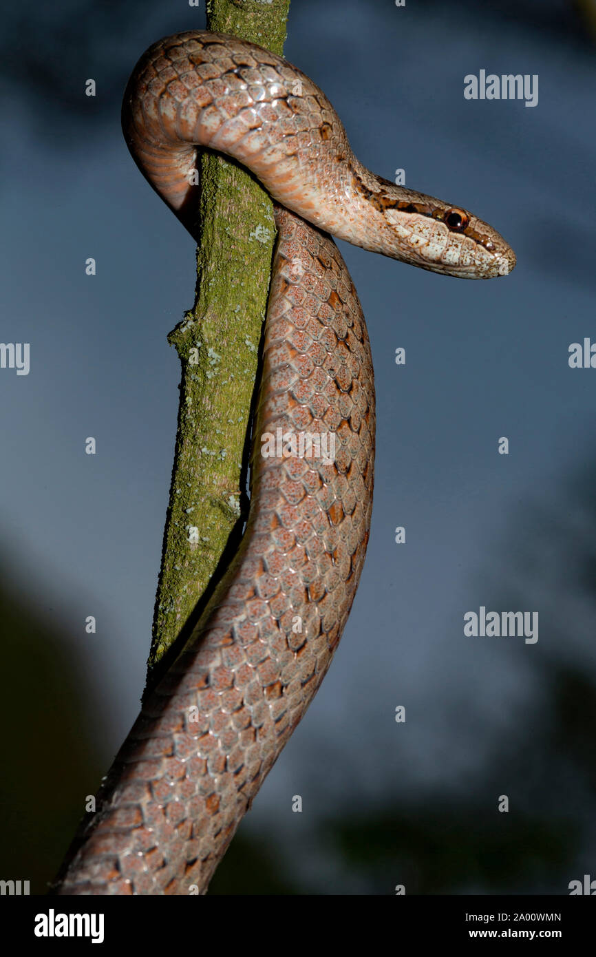 Liscio, snake (Coronella austriaca) Foto Stock