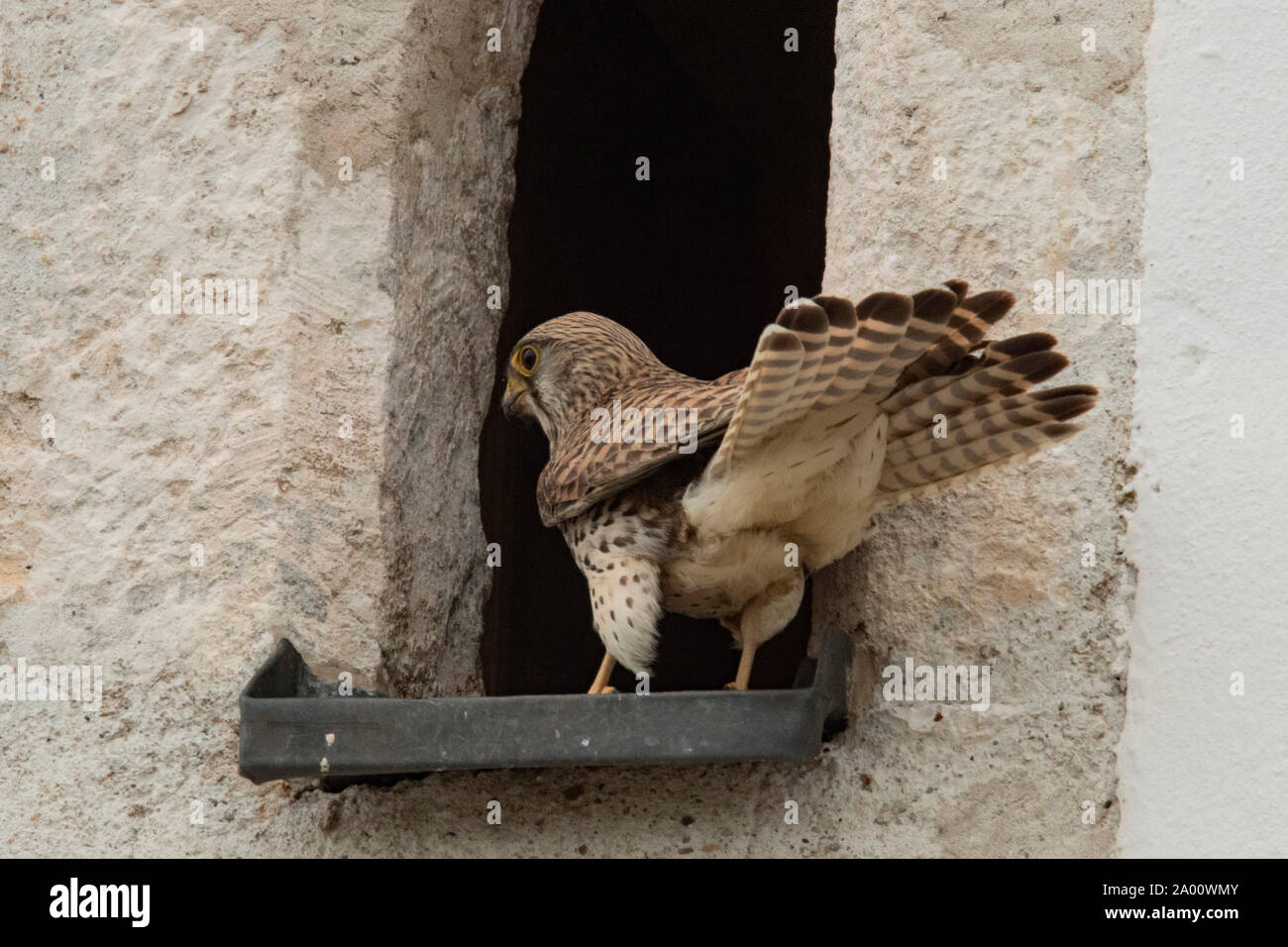 Il Gheppio comune, apertura nella parete, (Falco tinnunculus) Foto Stock