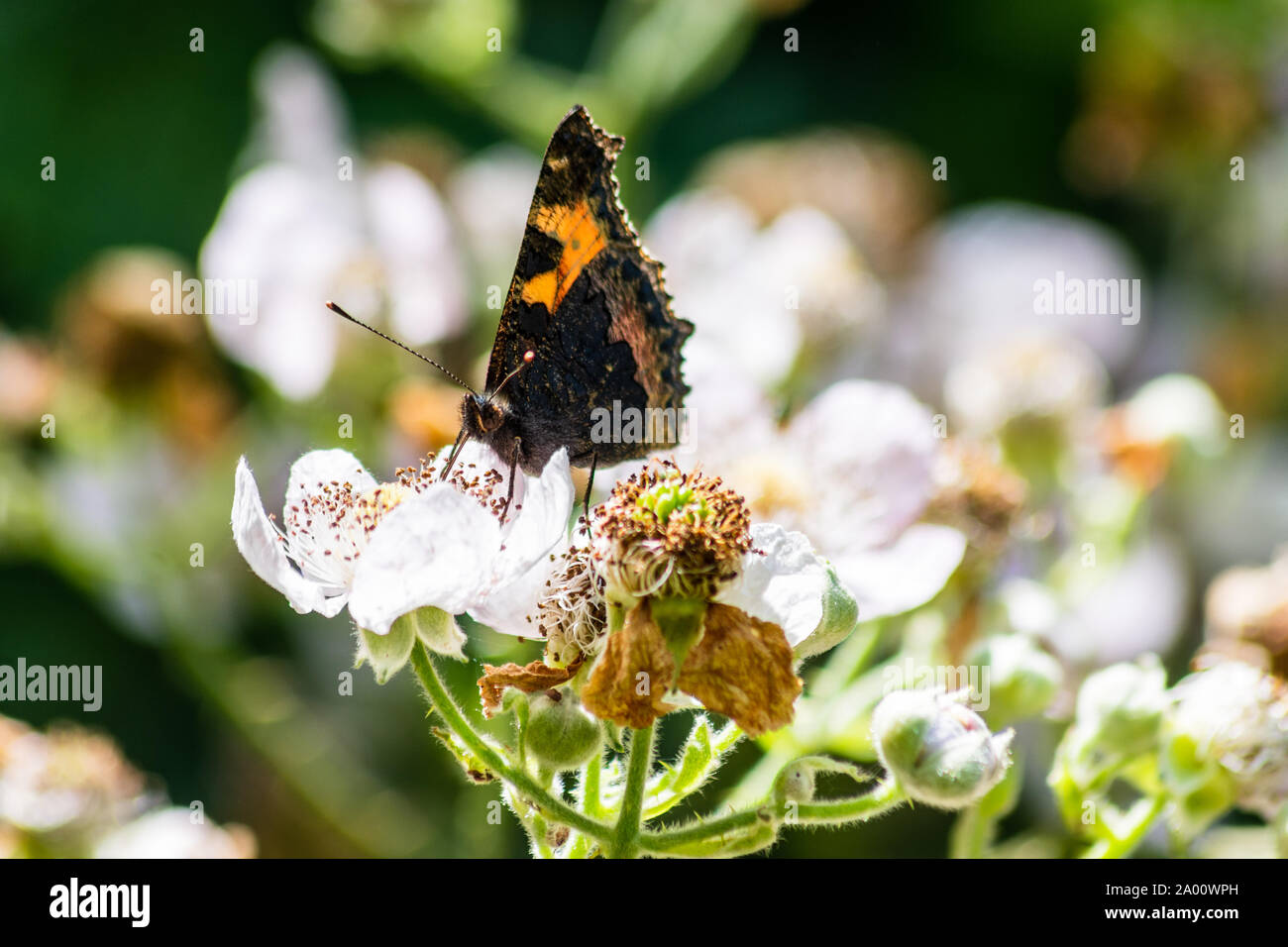 Una piccola tartaruga butterfly Aglais urticae con ante chiuse alimentare sui fiori di rovo blossom Foto Stock
