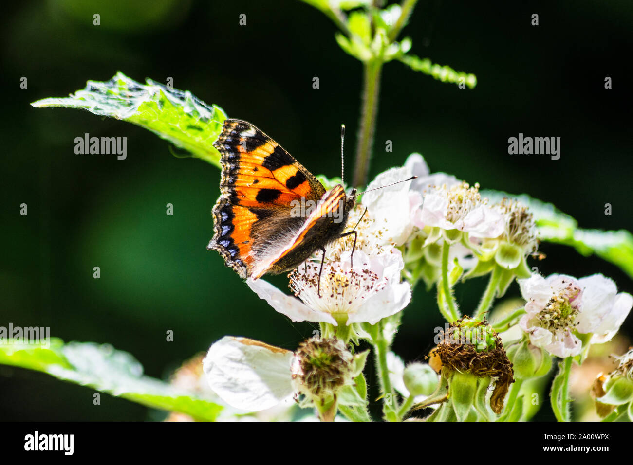 Una piccola tartaruga butterfly Aglais urticae con ante chiuse alimentare sui fiori di rovo blossom Foto Stock