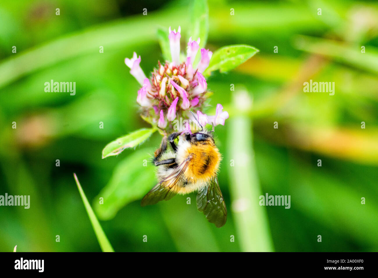 Una carda comune bee, Bombus pascuorum, alimentando il nettare dal fiore di trifoglio rosso Trifolium pratense Foto Stock