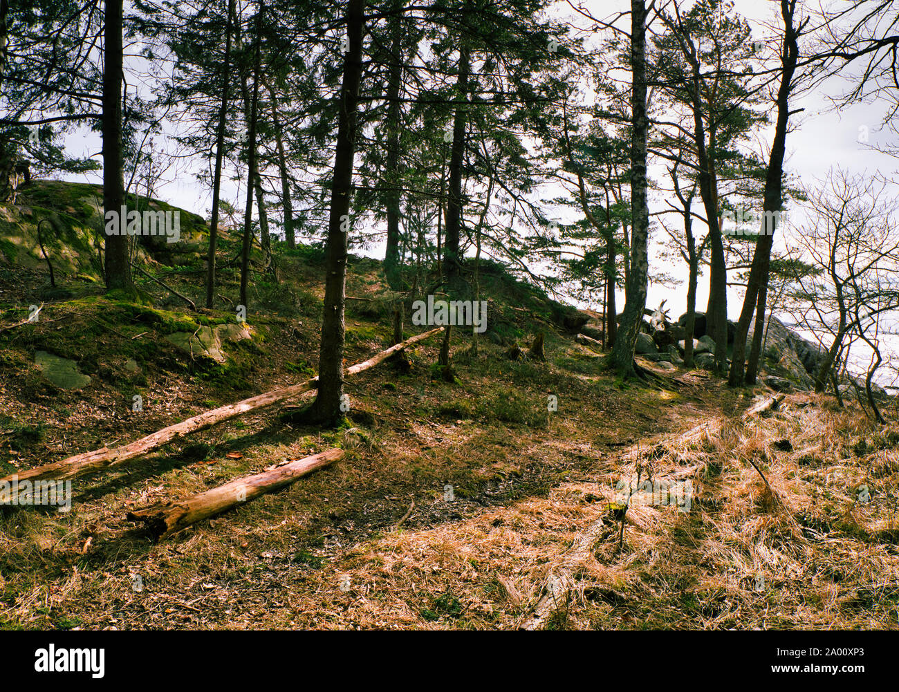 Caduto sradicato albero, Bjorno Riserva Naturale (Bjorno Naturreservat), arcipelago di Stoccolma, Svezia Foto Stock
