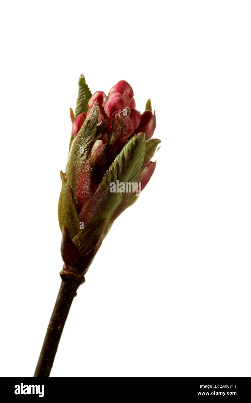 La fine di un ramoscello Vibernum mostra fiori emergenti fotografati contro un puro sfondo bianco Foto Stock