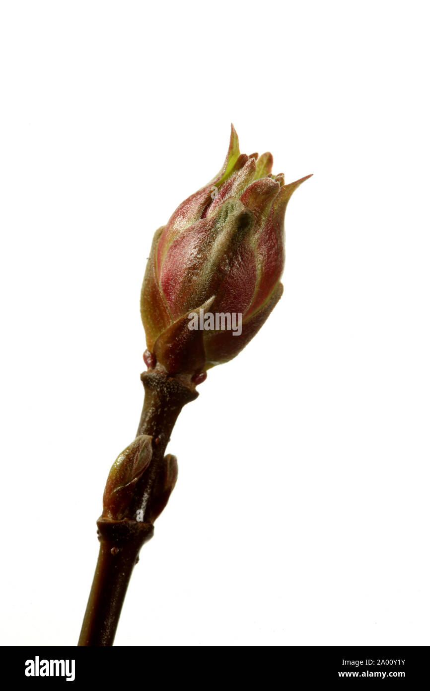 La fine di un ramoscello Vibernum mostra fiori emergenti fotografati contro un puro sfondo bianco Foto Stock