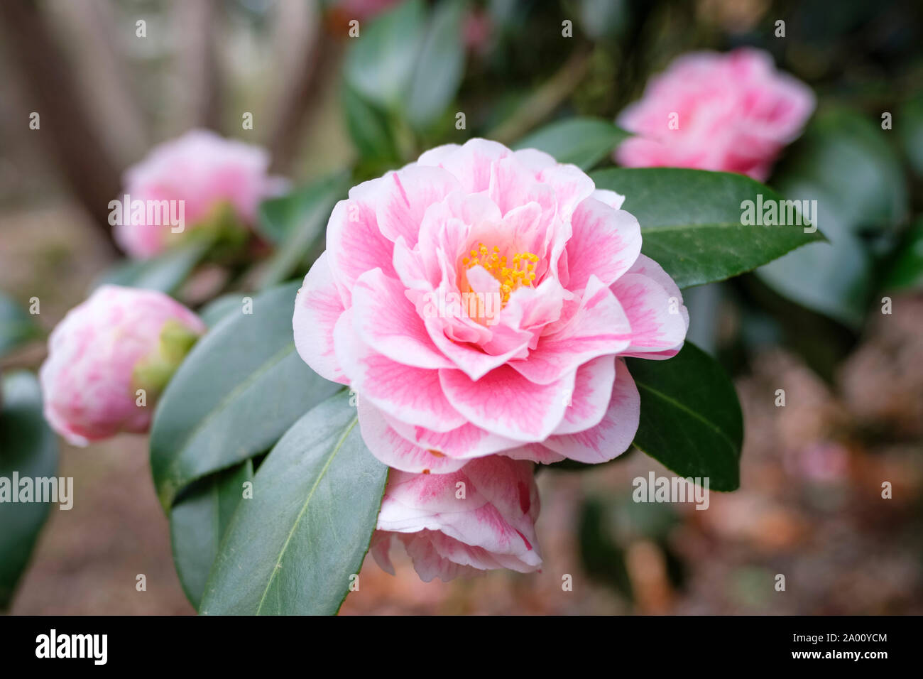Close-up di fiori di colore rosa di Camellia japonica 'Hikarugenji' Camellia japonica 'Hikaru genji' Foto Stock