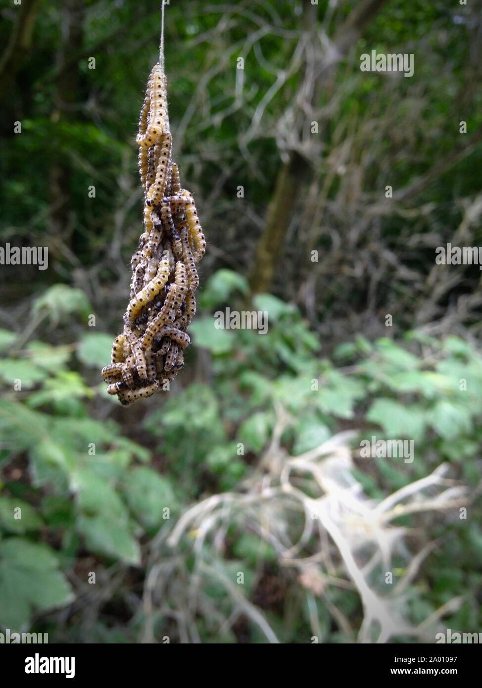 Close Up di ermellino larve di falena (Gespinstmotten Larven) appesa a un sito Web Foto Stock