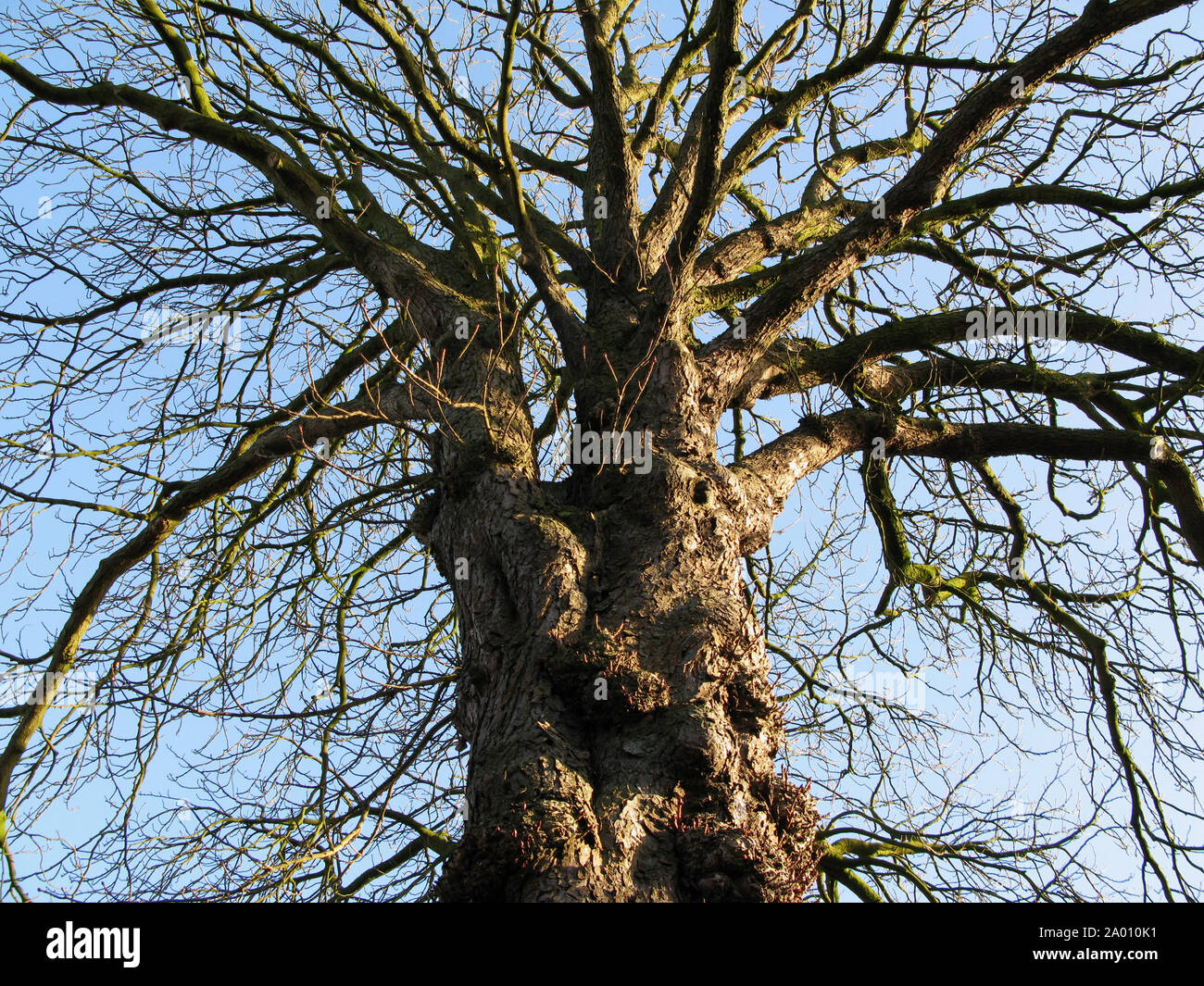 Nodose e annodate Willow Tree con impressionante trunk in inverno - angolo basso imponente cercando Foto Stock