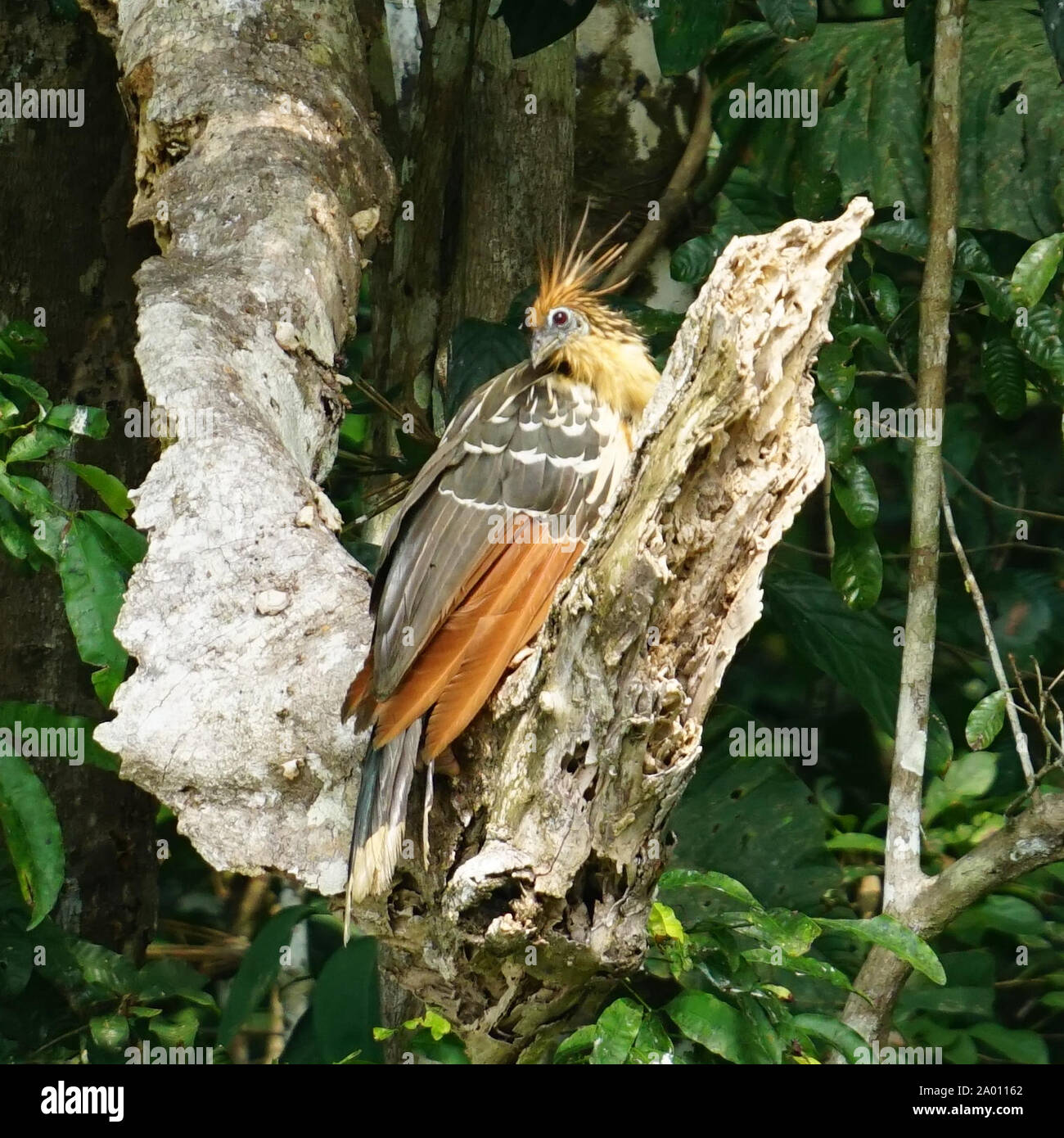 Il hoatzin (Opisthocomus hoazin), noto anche come il rettile uccello, skunk bird, stinkbird o Canje fagiano, è una specie di uccello tropicale trovati nelle paludi, boschi ripariali e mangrovie del Rio delle Amazzoni e i bacini di Orinoco in Sud America. Esso si distingue per avere i pulcini che hanno artigli su due di loro cifre di ala. Foto Stock