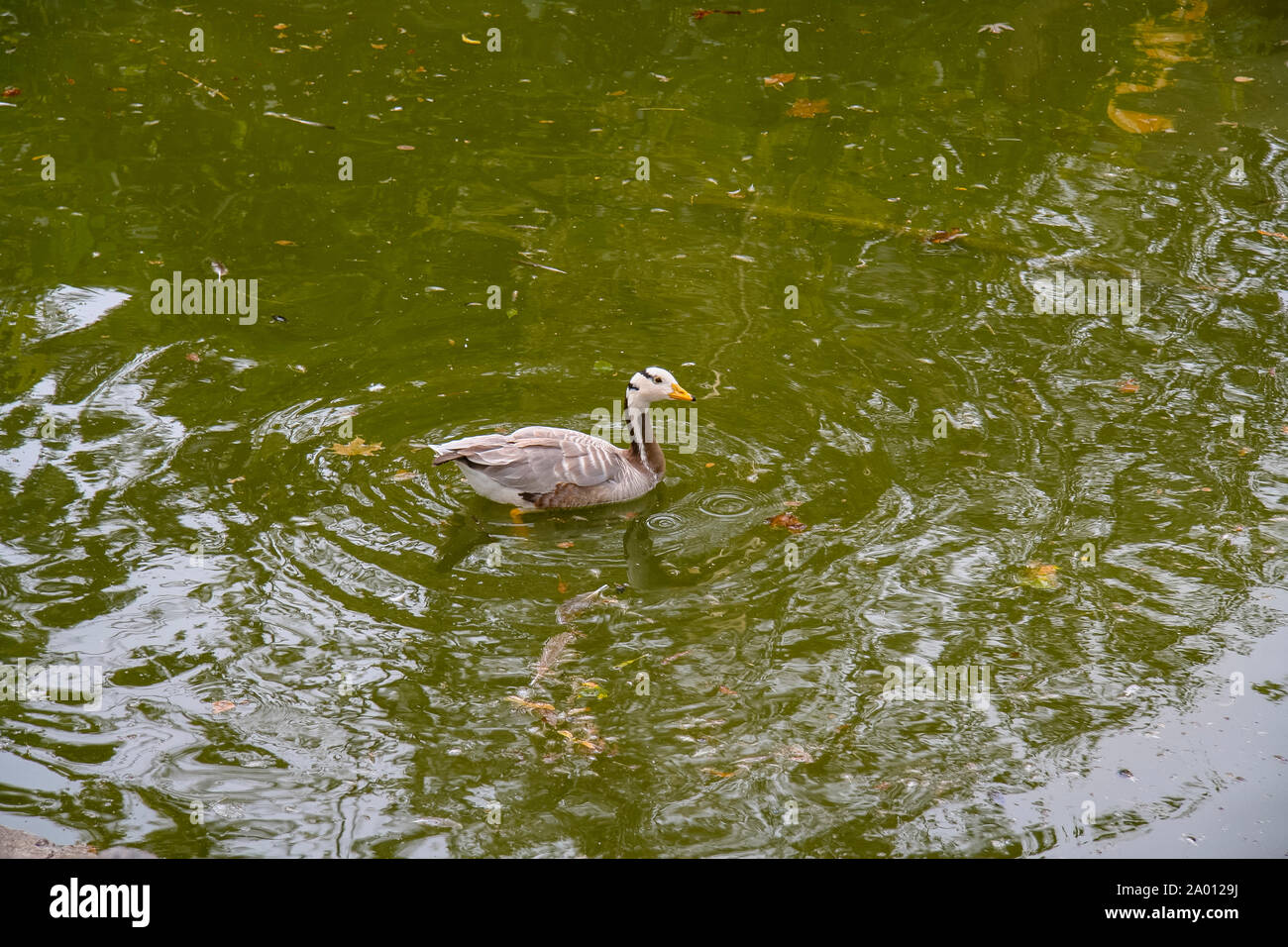 Kharkiv Zoo è stato parco zoologico in Kharkiv, la più antica in Ucraina. È stato aperto nel 1895 per i visitatori nel 1903. Kharkov, Ucraina. Giugno 2012 Foto Stock