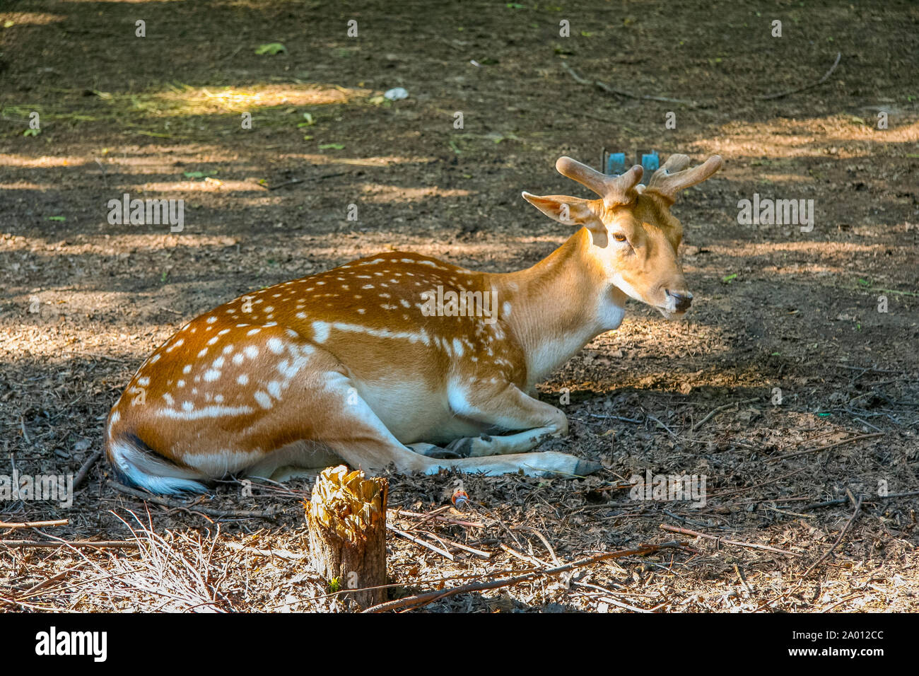 Kharkiv Zoo è stato parco zoologico in Kharkiv, la più antica in Ucraina. È stato aperto nel 1895 per i visitatori nel 1903. Kharkov, Ucraina. Giugno 2012 Foto Stock