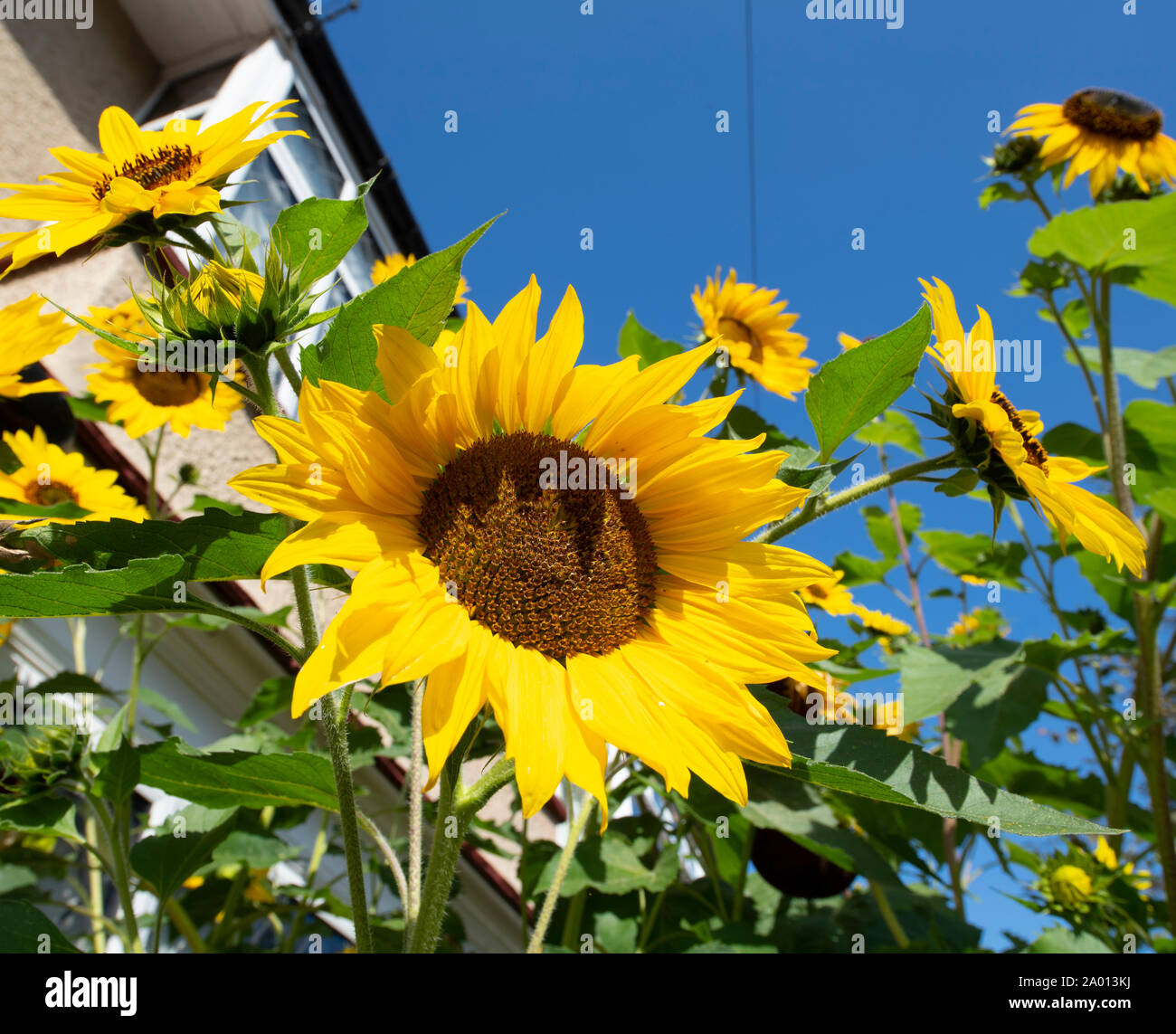 Il torneo di Wimbledon, Londra, Regno Unito. 19 settembre 2019. Girasoli crescono di oltre 10ft aggiungere un francese meridionale splash di colore contro il blu intenso del cielo in un suburbano giardino anteriore (fotografato con il permesso dei proprietari). Credito: Malcolm Park/Alamy Live News. Foto Stock