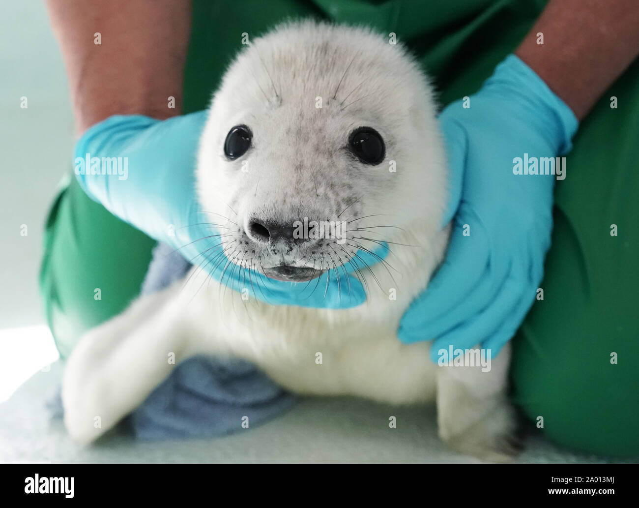 Macca il bambino guarnizione di tenuta presso il Blue Reef center di Tynemouth dopo essere stato salvato da skipper di Billy Shiel's farne isola barche che ha trovato il suo annegamento nel mare del Nord circa quarantacinque minuti fuori Seahouses sulla costa di Northumberland. Foto Stock