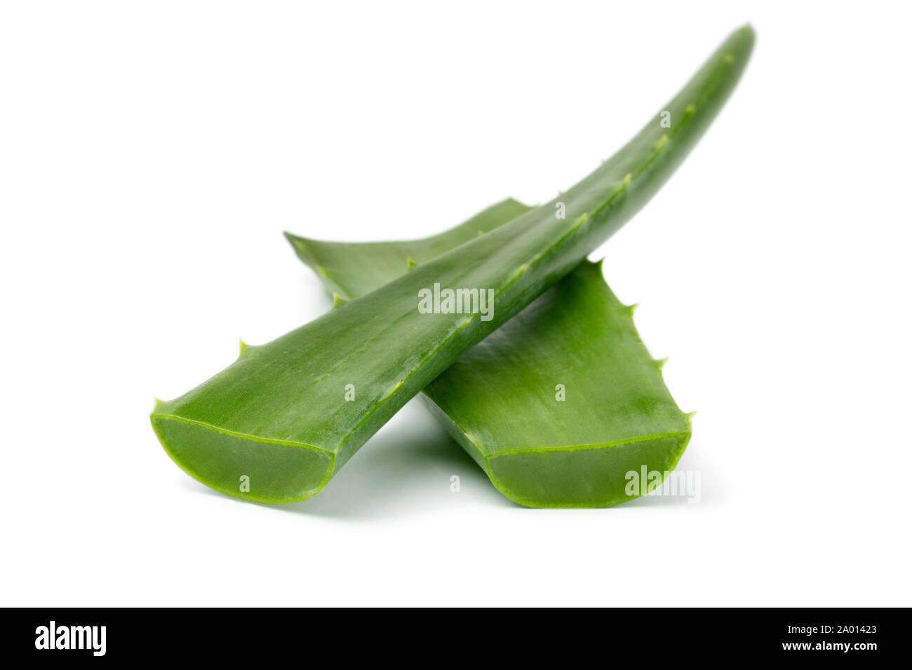 Fresco e verde foglia di Aloe isolati su sfondo bianco Foto Stock