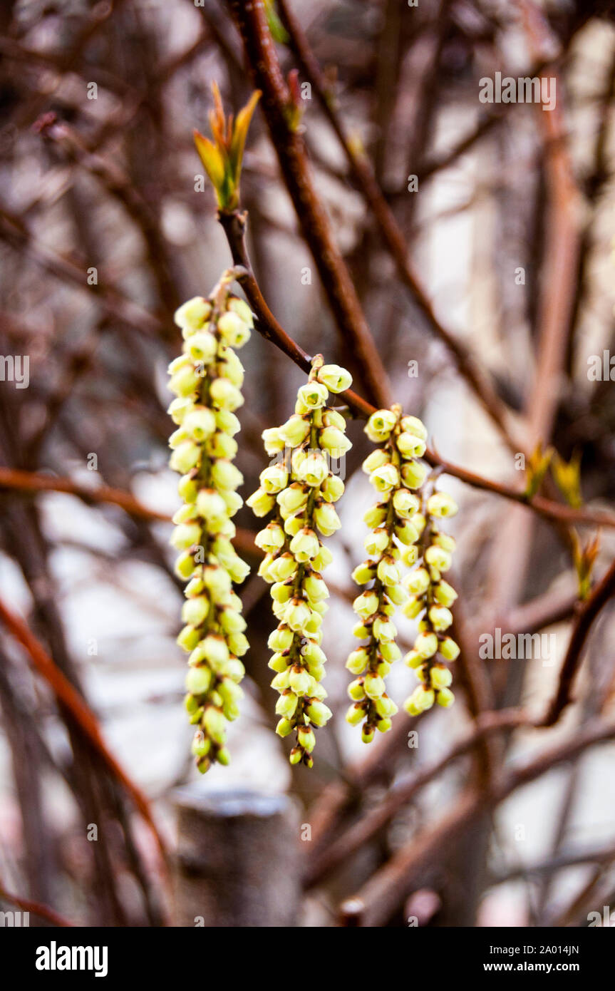 La primavera fiorisce in un giardino giapponese a Tokyo, in Giappone. Foto Stock