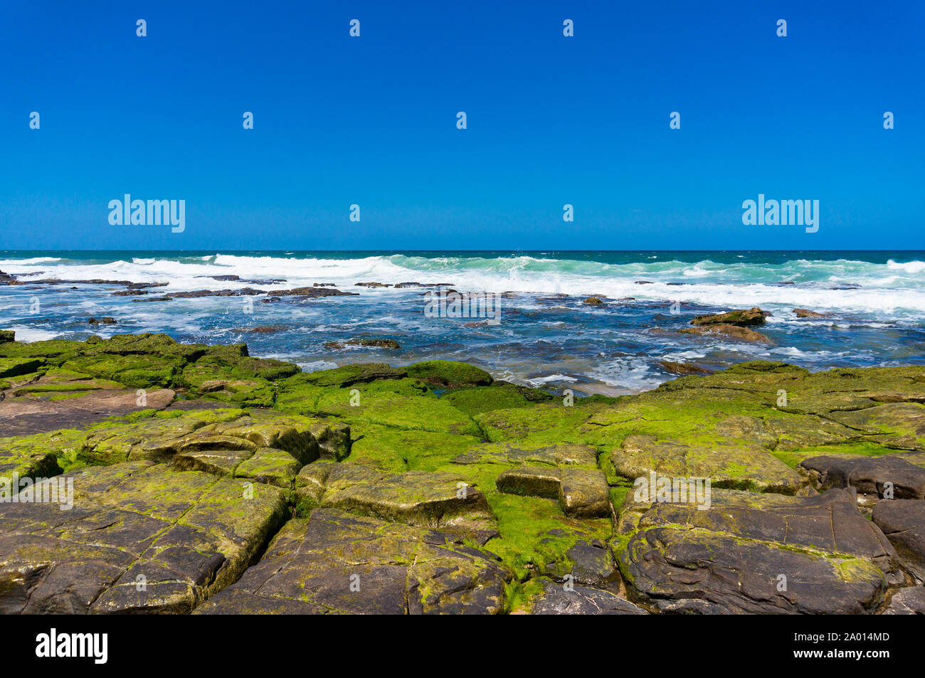 Bellissimo paesaggio marino di ocean shore coperto con Bright Green moss, alghe sul giorno chiaro Foto Stock