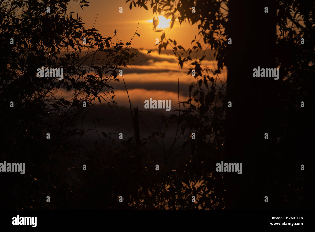 Il Gelido alba nelle montagne di Jaguari, la località di Chapadão, RS, Brasile. Mattina di nebbia intensa e il sorgere del sole all'orizzonte. Regione viticola e Foto Stock