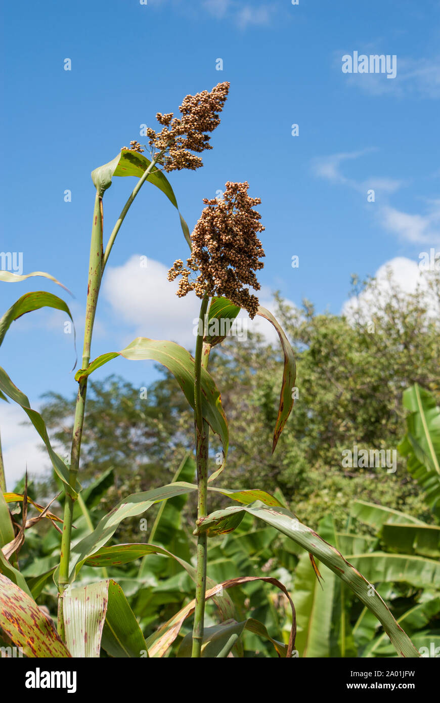 Testa di sorgo (Sorghum bicolor) pianta che cresce in un campo in Malawi Foto Stock