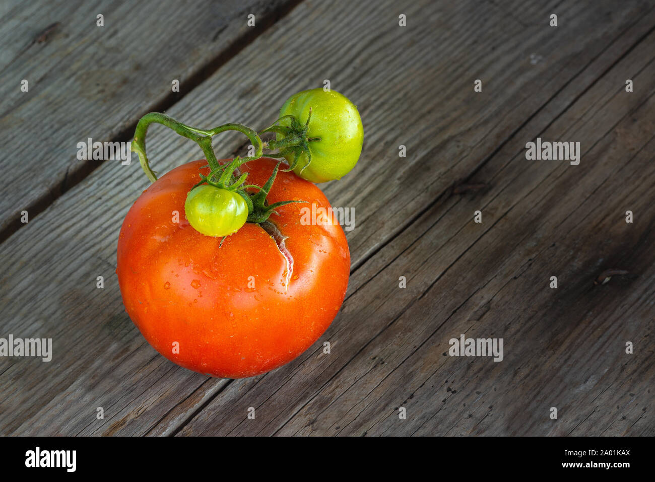 Il pomodoro con pomodori acerbi Foto Stock