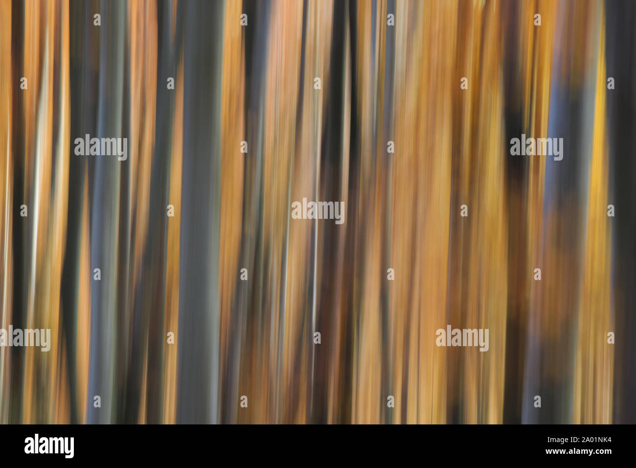 Di pastello sfocata colori autunnali nella foresta. Foto Stock