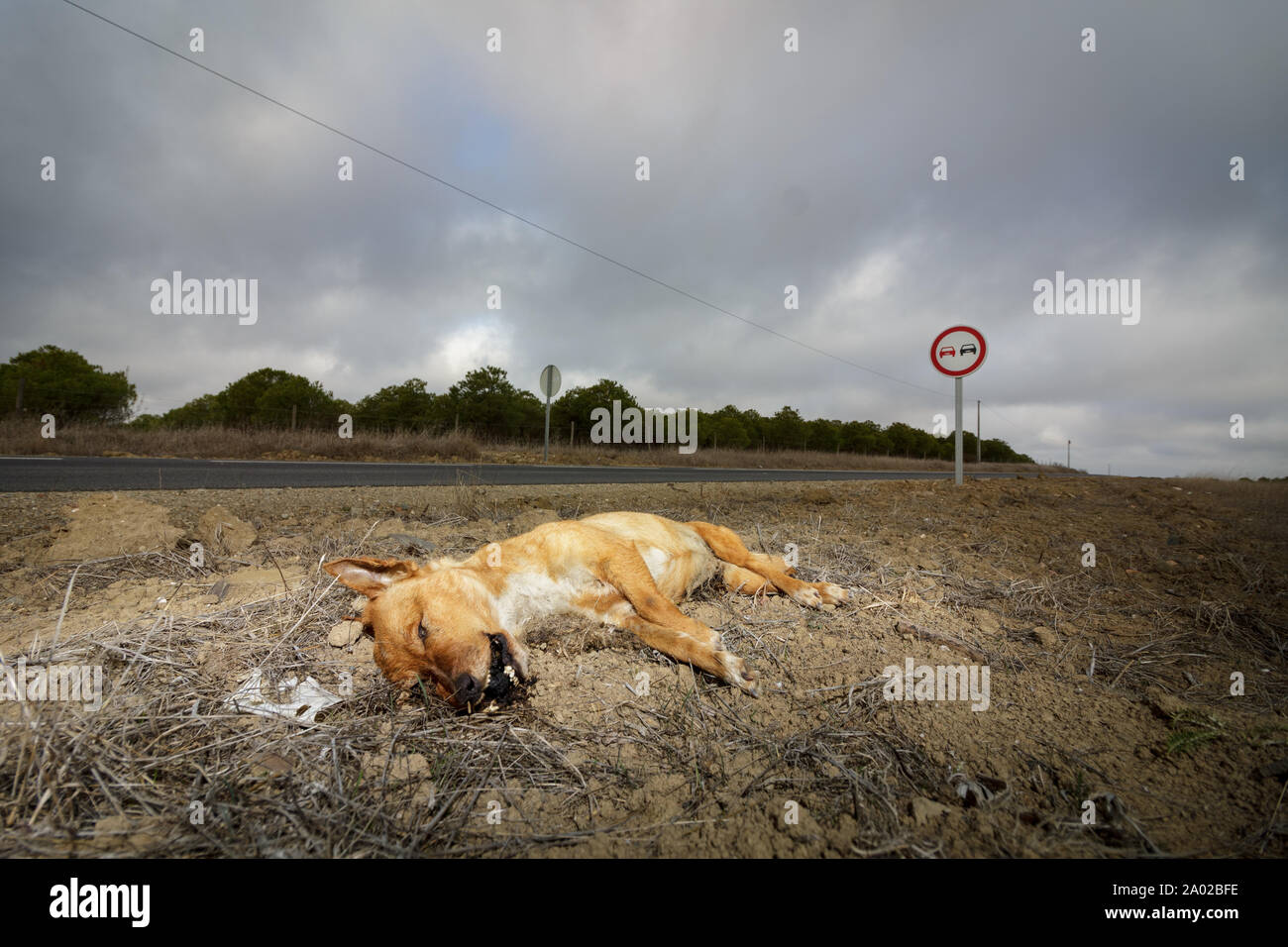 Cane morto al lato della strada in Europa Foto Stock