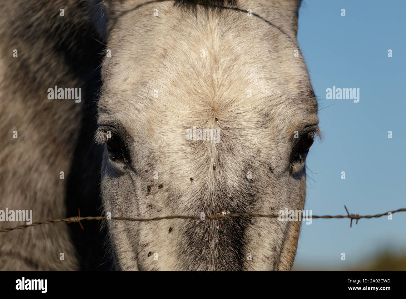 Cavallo grigio guarda dritto con gli occhi di Solitario Foto Stock
