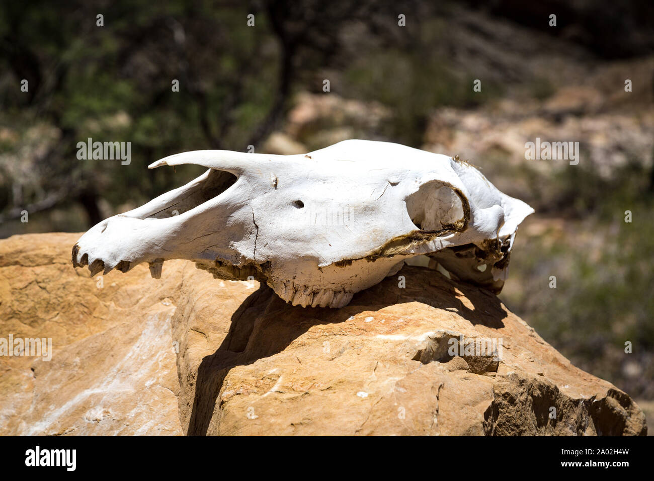 Cranio di una zebra giacente su di una pietra, Namibia Foto Stock