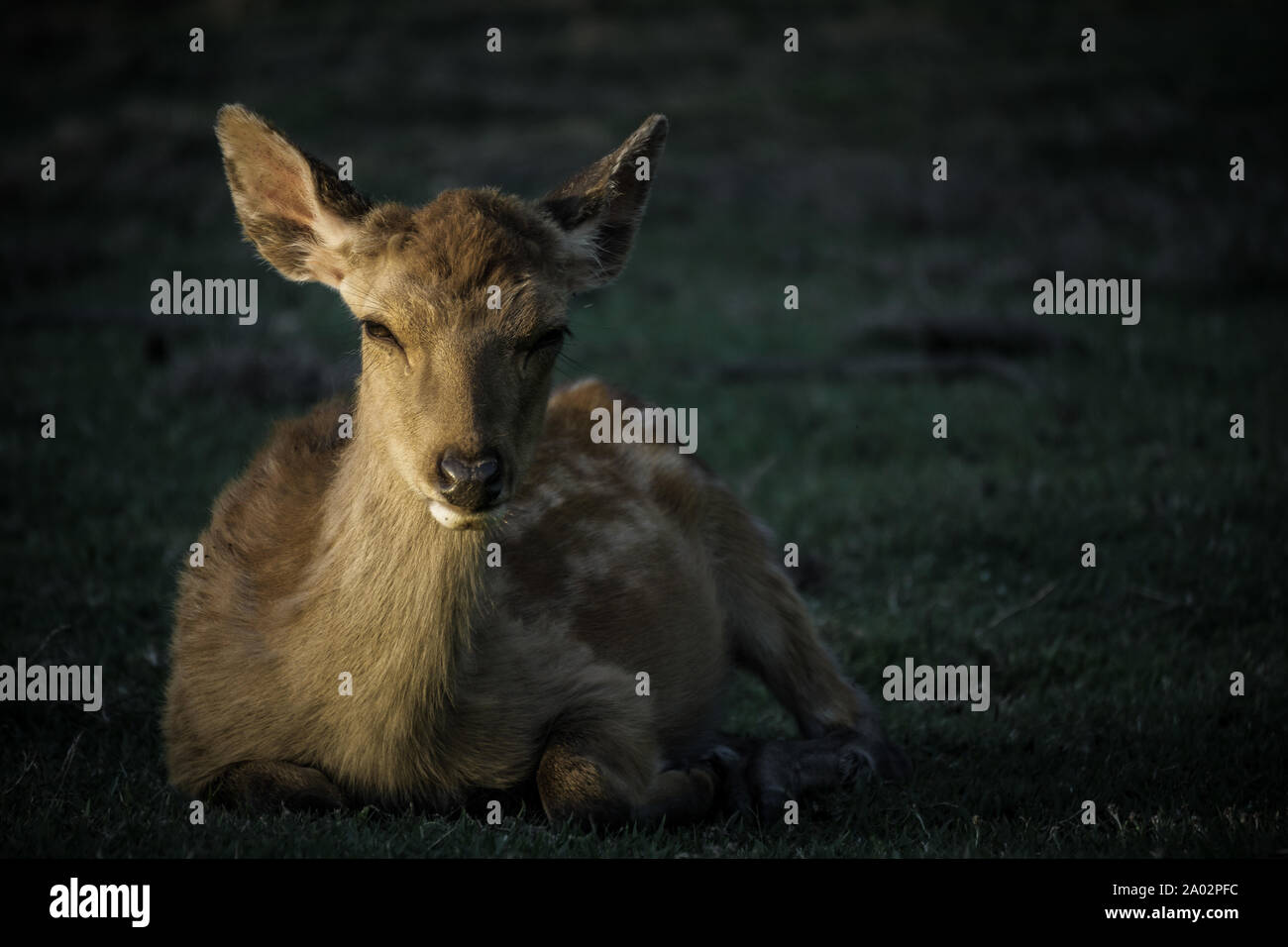 Un cervo giapponese Sika (cervus nippon) seduto al sole del pomeriggio nel Nara Park, Nara, Giappone. Foto Stock