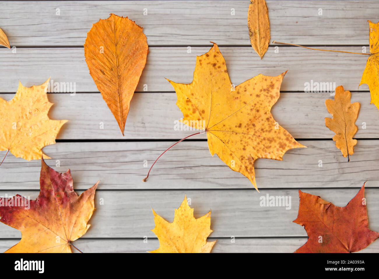 Asciugare caduto foglie di autunno su grigio di tavole di legno Foto Stock
