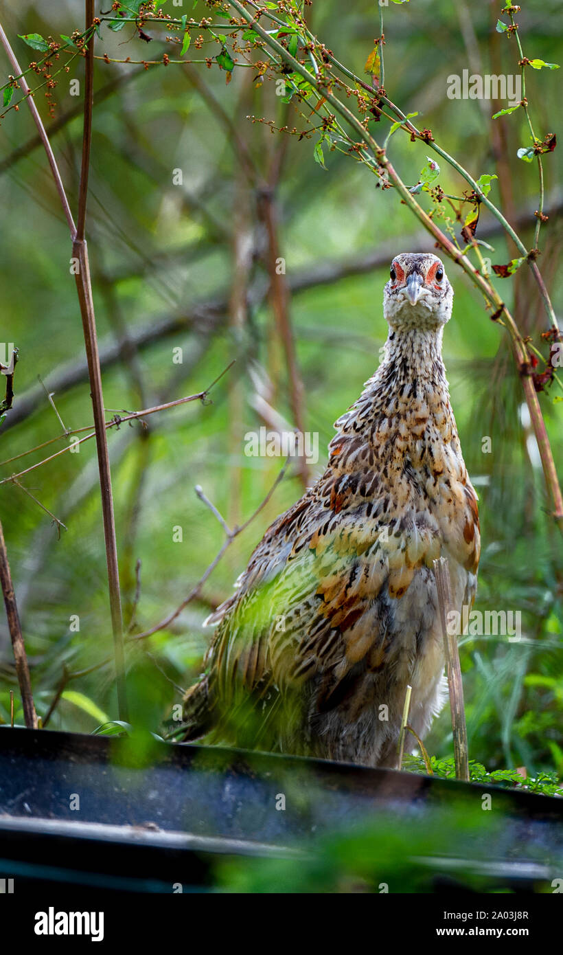 Dieci settimane di età i pulcini di fagiano, (Phasianus colchicus) spesso noto come poults, dopo essere stato rilasciato in un guardiacaccia rilasciare penna su un inglese station wagon Foto Stock