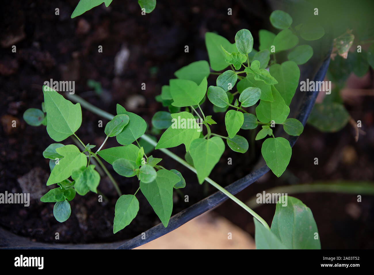 Il concetto di crescita di foglie di papaia piccolo. Foto Stock